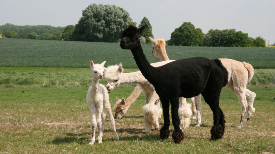 Alpaka Farm Waren Müritz Rumpshagen