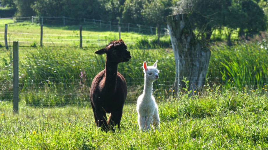 Alpaka Farm Waren Müritz Rumpshagen